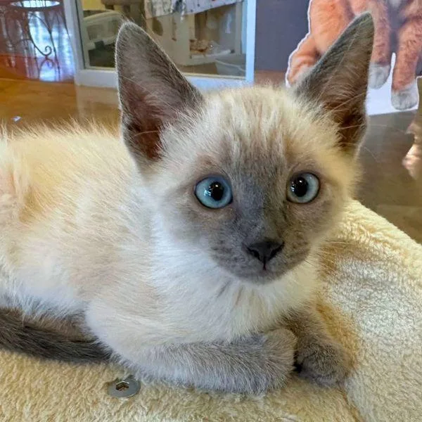 A baby small-sized male Snowshoe cat named Dreamer for adoption in Walnut Creek, CA