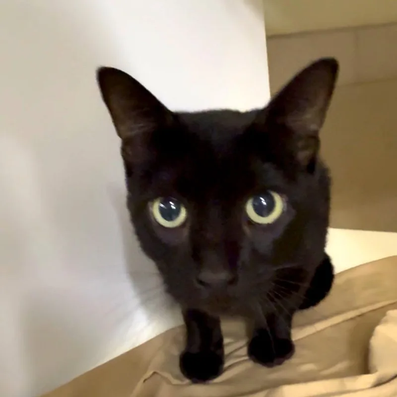 A young medium-sized male Black Domestic Short Hair cat named Sabastian for adoption in Chattanooga, TN