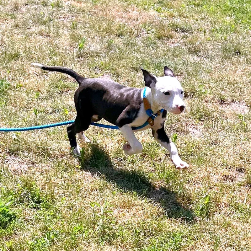 A baby small-sized female White / Cream Pit Bull Terrier dog named Kiwi for adoption in Fort Wayne, IN