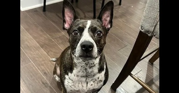 Tabby Dd thumbnail 2