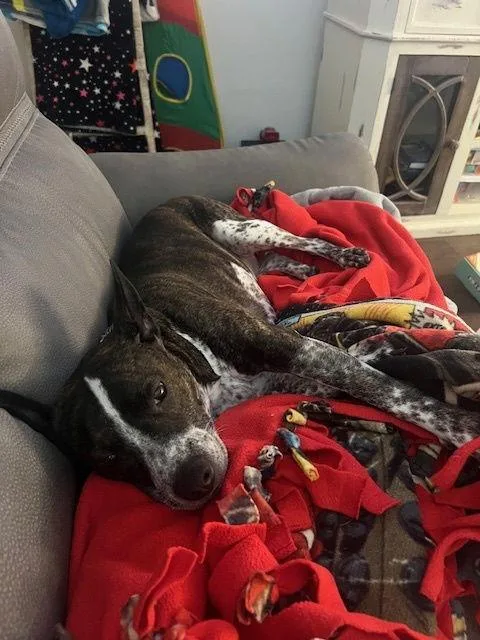 Tabby Dd thumbnail 3