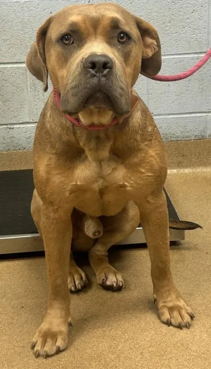 An adult large-sized male Mixed Breed dog named Shining Armor for adoption in Chamblee, GA