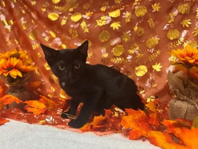 A baby small-sized male Domestic Short Hair cat named Weebles for adoption in Fairfield, CA