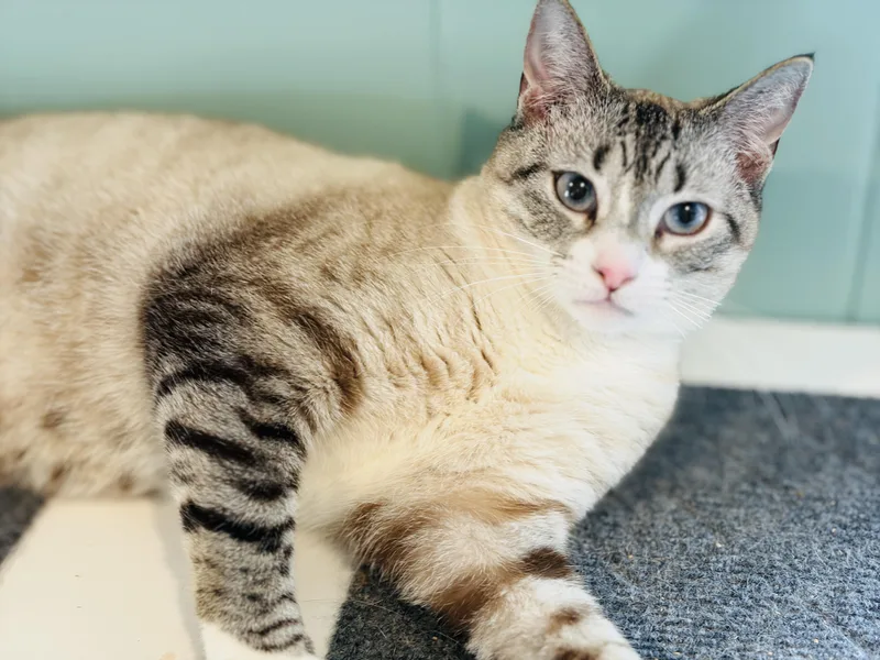 A young medium-sized female Siamese cat named Zelda for adoption in Lucedale, MS