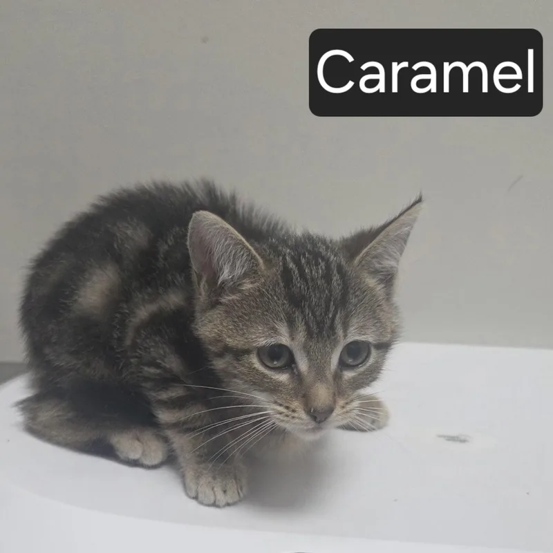 A young medium-sized female Tabby (Gray / Blue / Silver) Domestic Short Hair cat named Caramel for adoption in SNOW HILL, NC