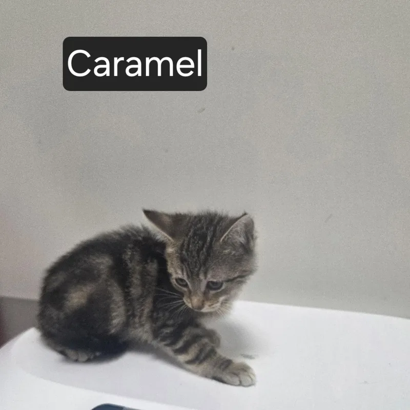 Caramel thumbnail 2