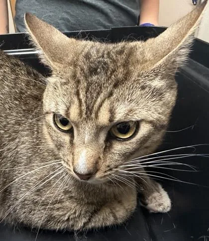 A young medium-sized male Brown / Chocolate Domestic Short Hair cat named Qifrey for adoption in Sacramento, CA