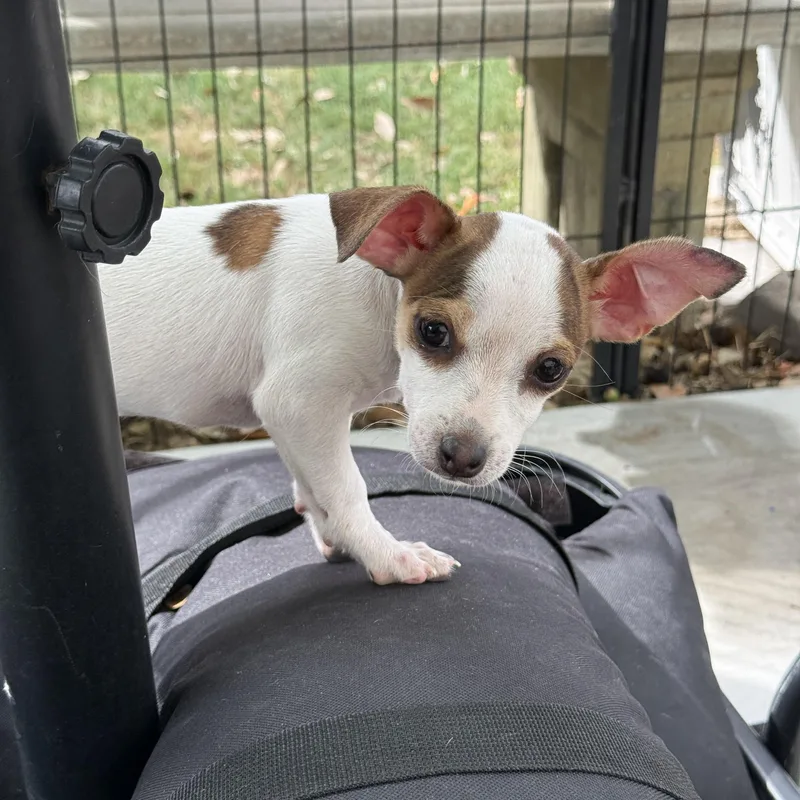 A baby small-sized male Tricolor (Brown, Black, & White) Chihuahua dog named Lou & Coo tiny for adoption in Lockhart, TX