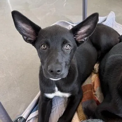 A baby small-sized female Black Mixed Breed dog named Dapper for adoption in Bentonville, AR