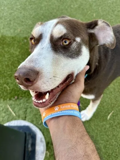 An adult large-sized female Brown / Chocolate Mixed Breed dog named Nova for adoption in Wichita, KS