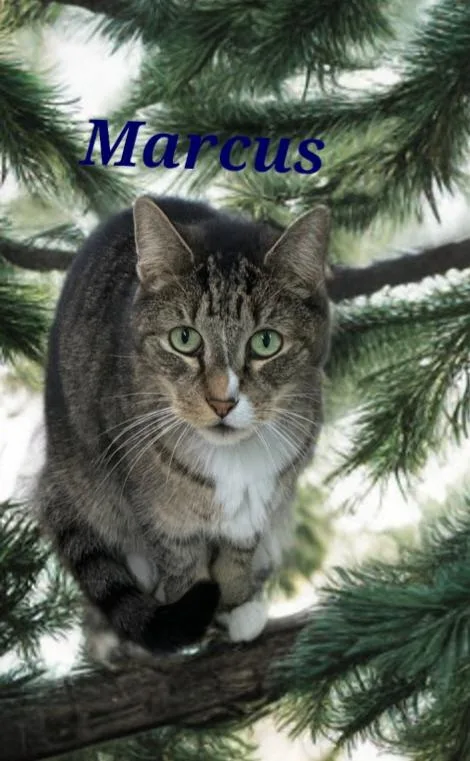 A senior medium-sized male Domestic Short Hair cat named Marcus for adoption in Jim Thorpe, PA