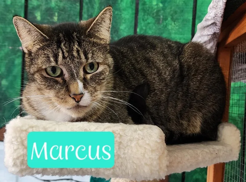 Marcus thumbnail 2