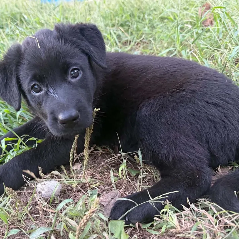 A baby large-sized female Black German Shepherd Dog named Oakley for adoption in Olathe, KS
