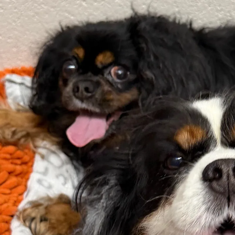 A senior small-sized female Black Cavalier King Charles Spaniel dog named Harley for adoption in Middleburg Heights , OH