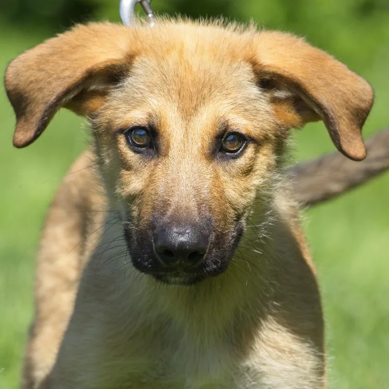 A baby large-sized male Yellow / Tan / Blond / Fawn Shepherd dog named Pomelo for adoption in South Elgin, IL