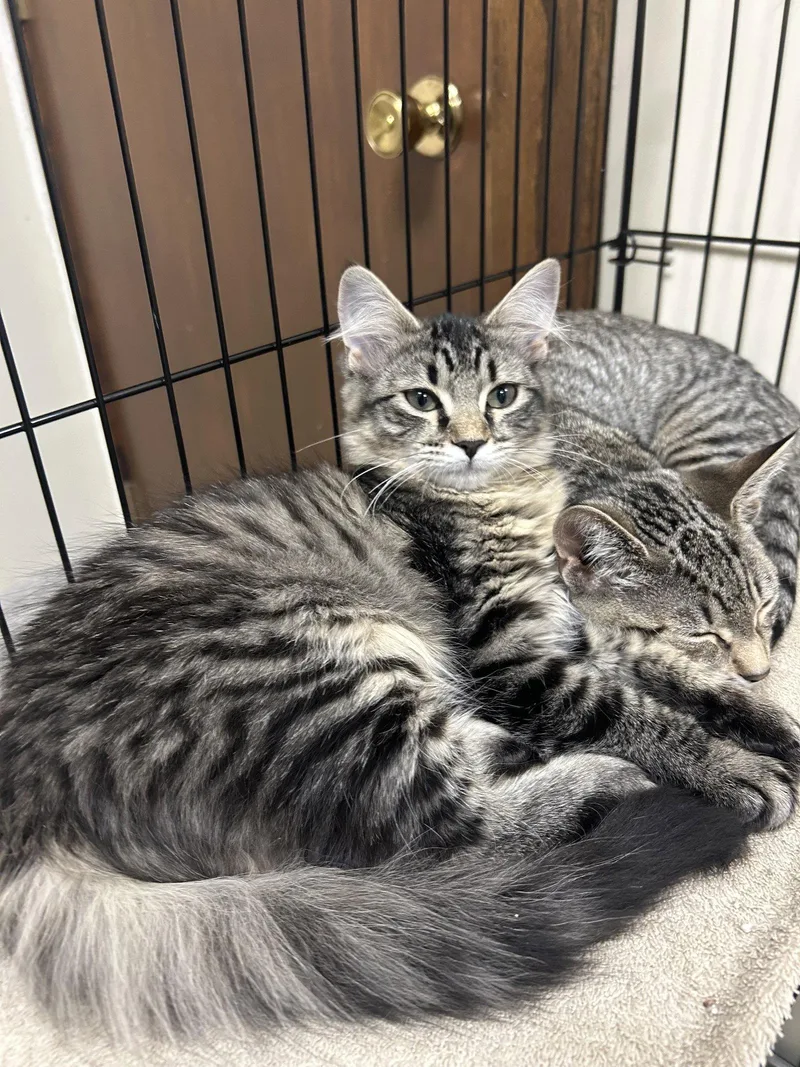 A young medium-sized female Domestic Medium Hair cat named Maple for adoption in Lancaster, PA
