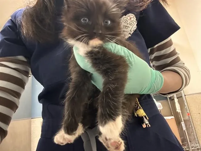 A baby small-sized female Domestic Medium Hair cat named Astrid for adoption in Riverside, CA