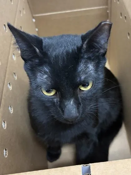 An adult small-sized male Domestic Short Hair cat named Doc for adoption in West Chester, PA