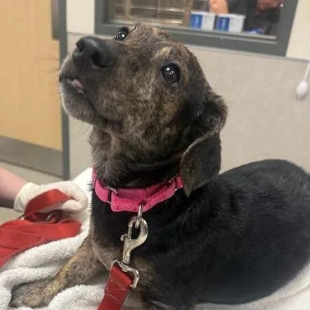 A senior medium-sized female Black Mixed Breed dog named Powerpoint for adoption in Jacksonville, FL