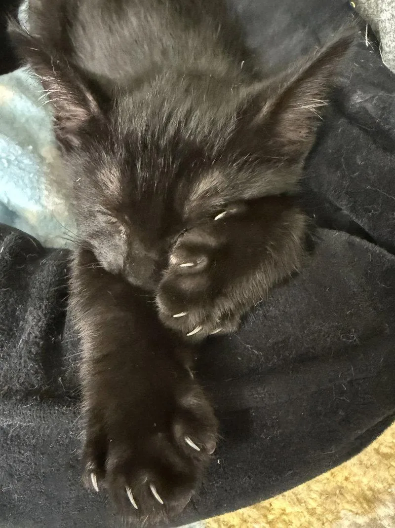 A baby medium-sized female Black Domestic Short Hair cat named Second Son for adoption in Ventura, CA