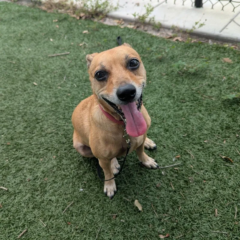 A senior small-sized male Brown / Chocolate Mixed Breed dog named Myrle for adoption in Naples, FL