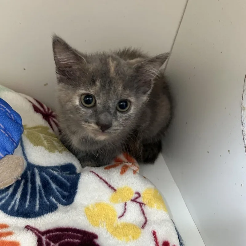 A baby small-sized female Domestic Short Hair cat named Harleen for adoption in Uniontown, PA