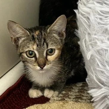 A baby small-sized female American Shorthair cat named Dolli for adoption in Poplar Bluff, MO