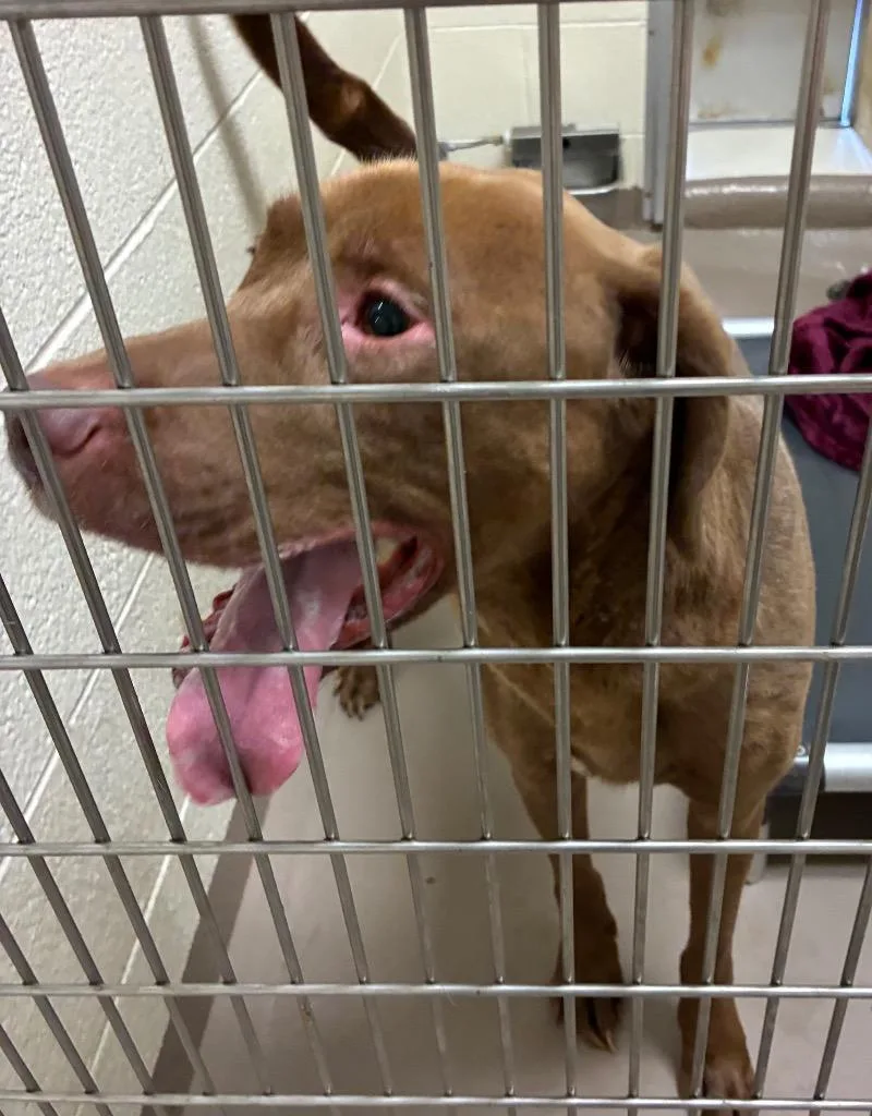 An adult medium-sized male Labrador Retriever dog named King for adoption in Christiansburg, VA