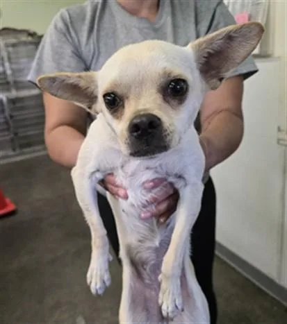 An adult small-sized female Chihuahua dog named Lady for adoption in Los Angeles, CA