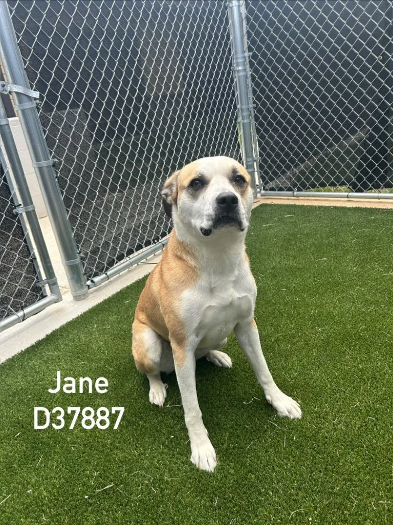 Jane