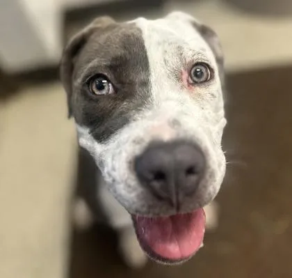 A baby medium-sized female Bicolor Mixed Breed dog named Basil for adoption in Dubuque, IA