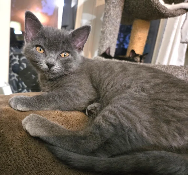 A baby medium-sized female Gray / Blue / Silver Domestic Short Hair cat named Balenci – A Fluffy for adoption in Prescott, AZ