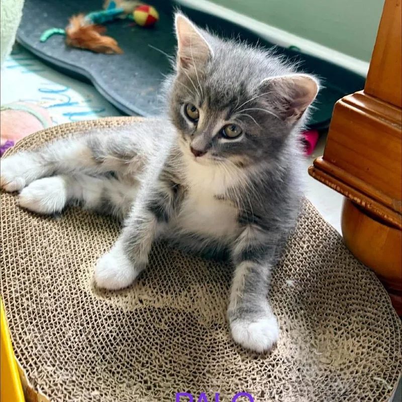A baby small-sized male Domestic Long Hair cat named Palo for adoption in Pasadena , MD