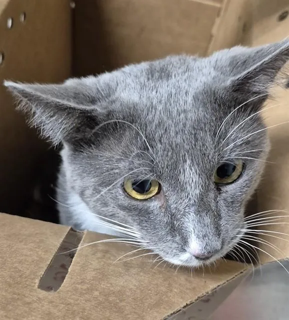 An adult large-sized male Domestic Short Hair cat named Jerbear for adoption in Bakersfield, CA