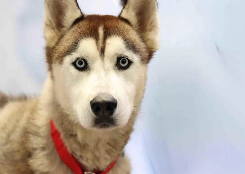 Ritz thumbnail 3