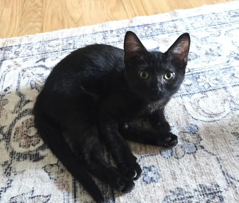 A baby small-sized male Black Domestic Short Hair cat named Morty for adoption in Omaha, NE