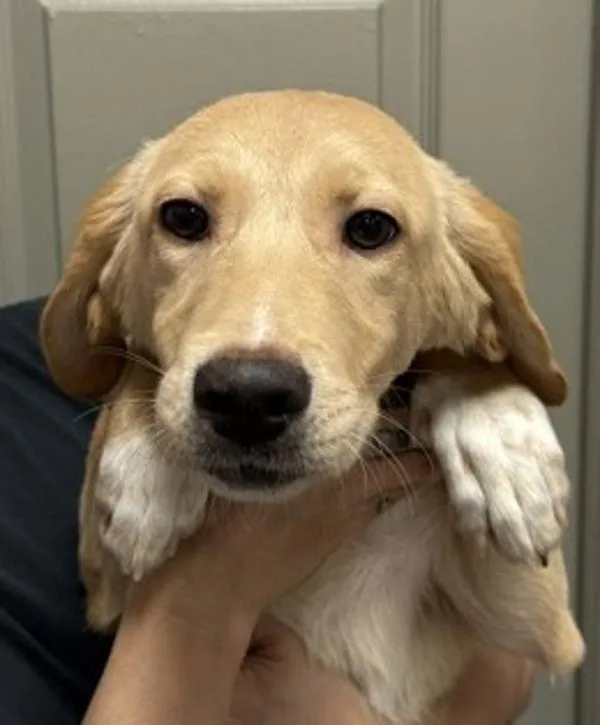 A baby medium-sized female Labrador Retriever dog named Miley for adoption in Littleton, CO