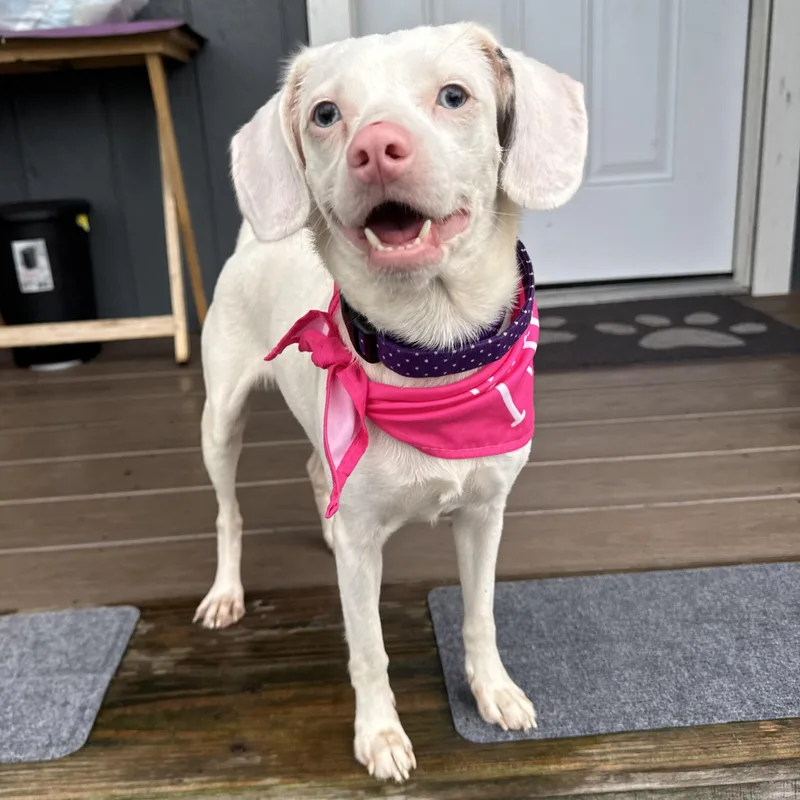 An adult small-sized female White / Cream Hound dog named Snowball for adoption in Myakka City, FL