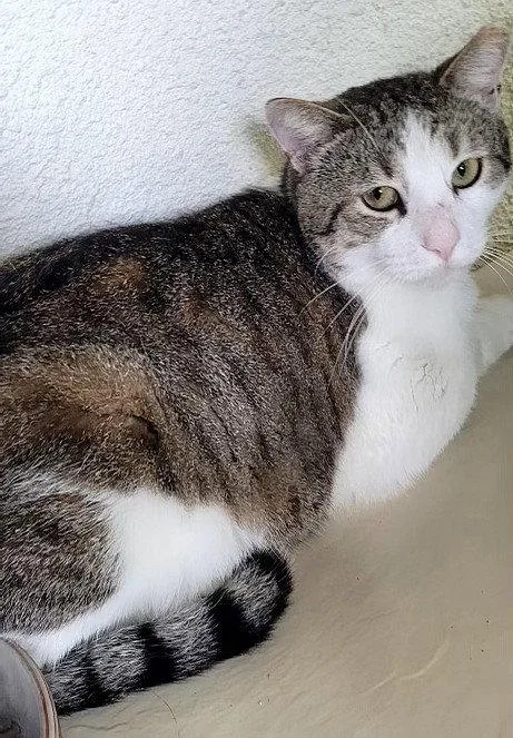 An adult medium-sized male Gray & White Domestic Short Hair cat named Simon Rivera for adoption in Oviedo, FL