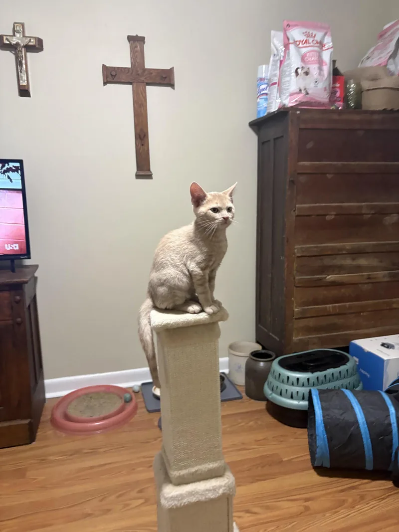 A baby medium-sized male Orange / Red Domestic Short Hair cat named Claude for adoption in Nashville, TN