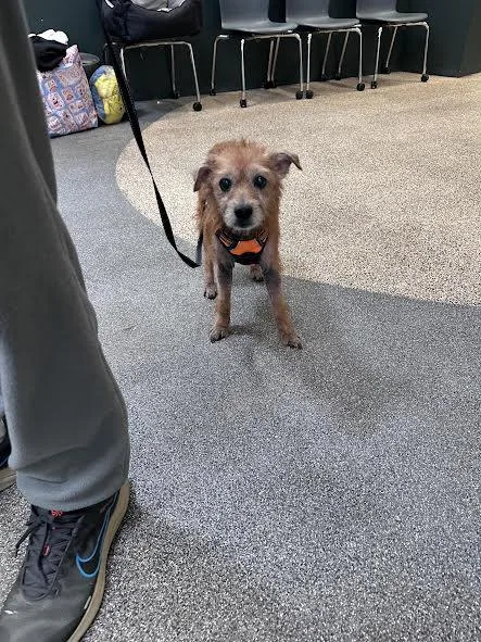 An adult medium-sized male Mixed Breed dog named Louie for adoption in Los Angeles, CA