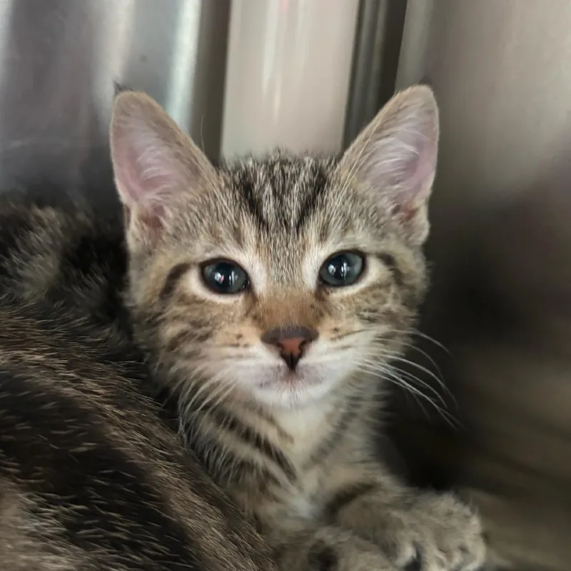 A baby small-sized male Brown / Chocolate Domestic Short Hair cat named Butters for adoption in Middletown, RI