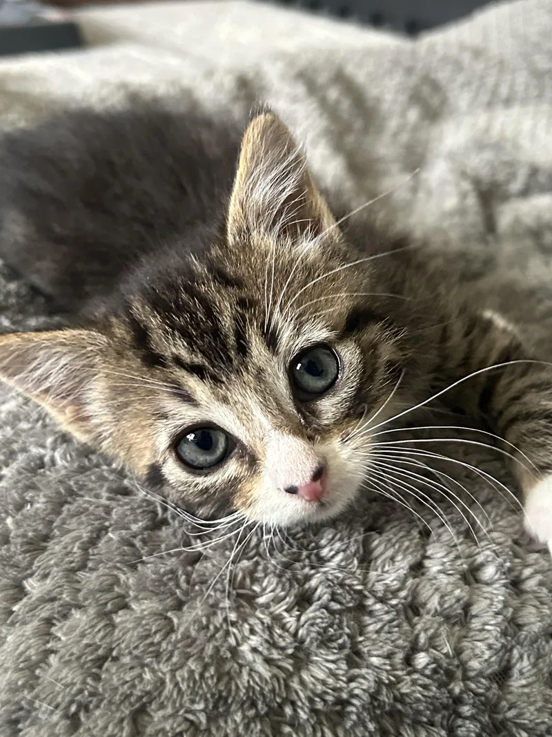 A baby medium-sized male Tabby (Brown / Chocolate) Domestic Short Hair cat named Pickle for adoption in Westfield, NJ
