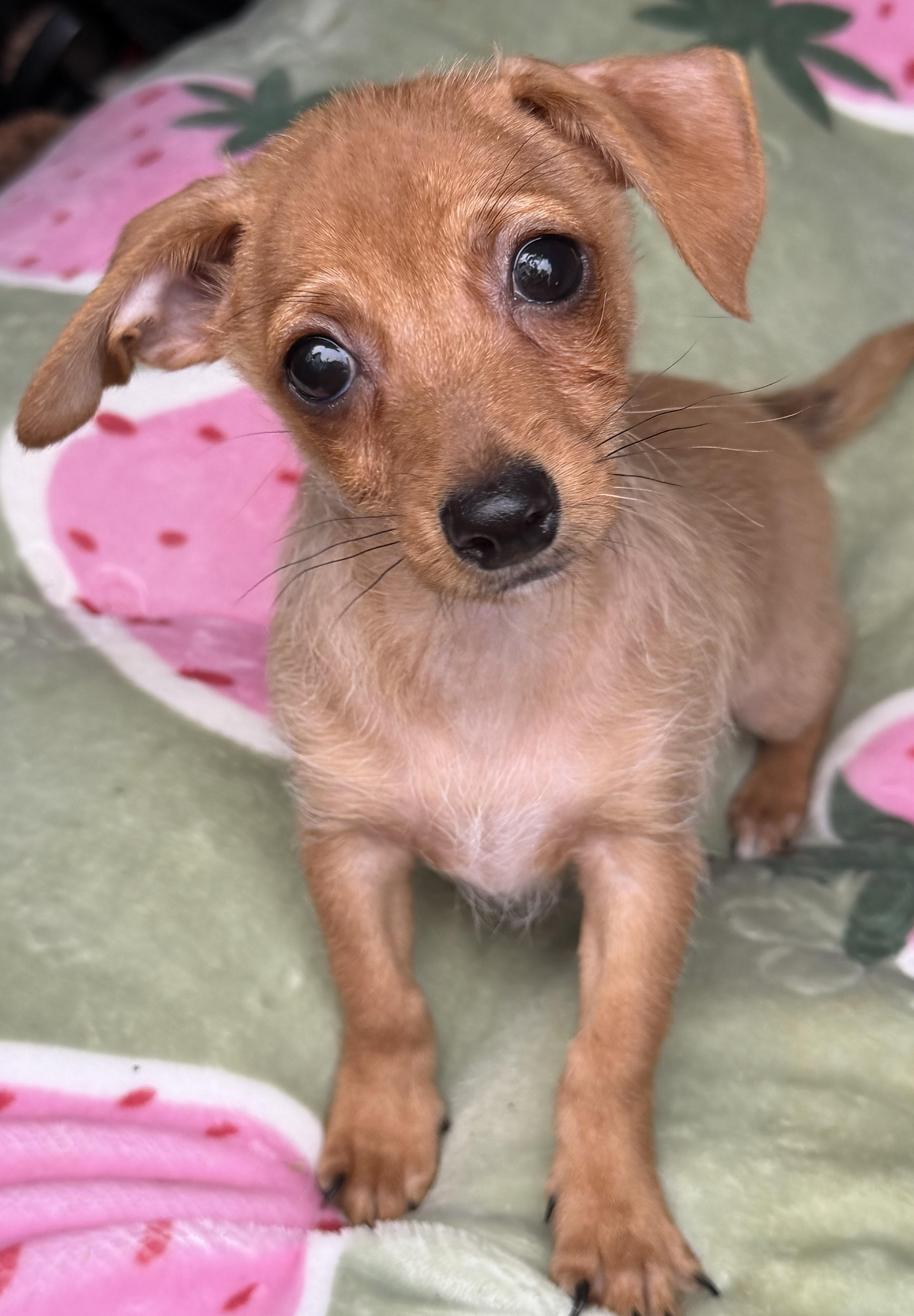 A baby small-sized male Dachshund dog named Lucky for adoption in Yuba City, CA