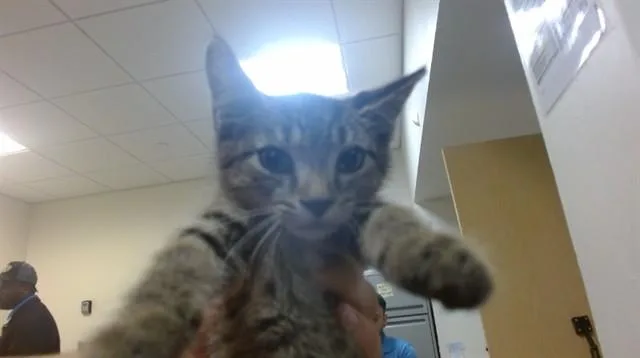 A baby small-sized female Domestic Short Hair cat named Oracle for adoption in Miami, FL
