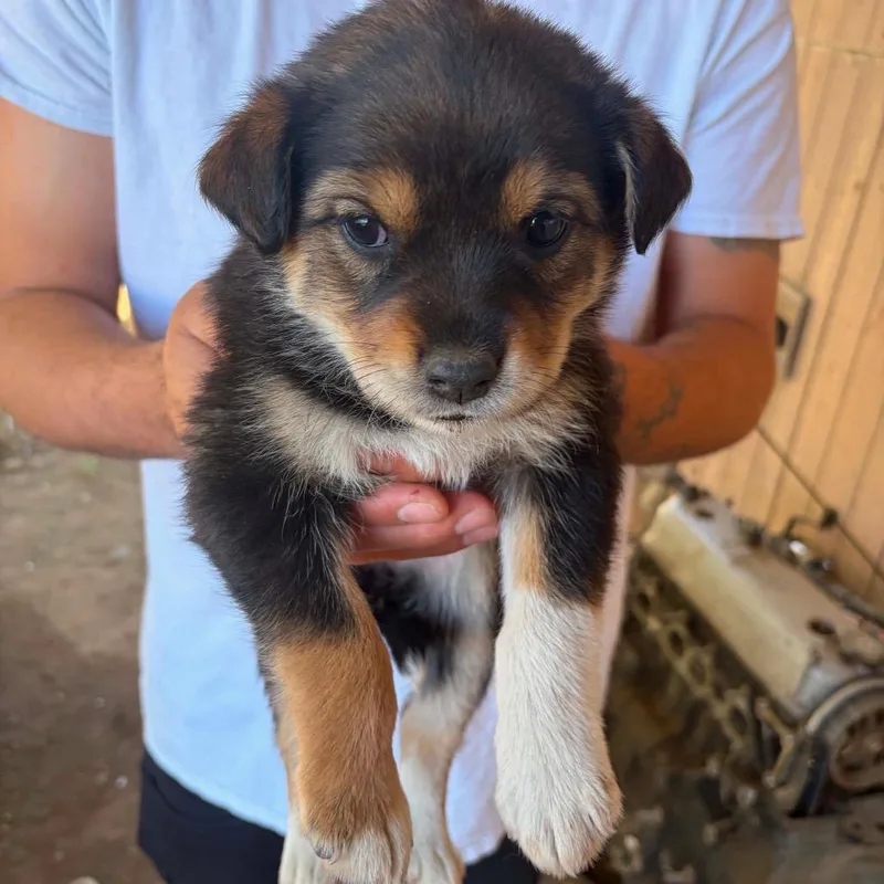 A baby medium-sized female Brown / Chocolate Husky dog named Cirie for adoption in Tacoma, WA