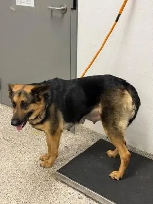 An adult large-sized female Shepherd dog named Roxie for adoption in Gastonia, NC