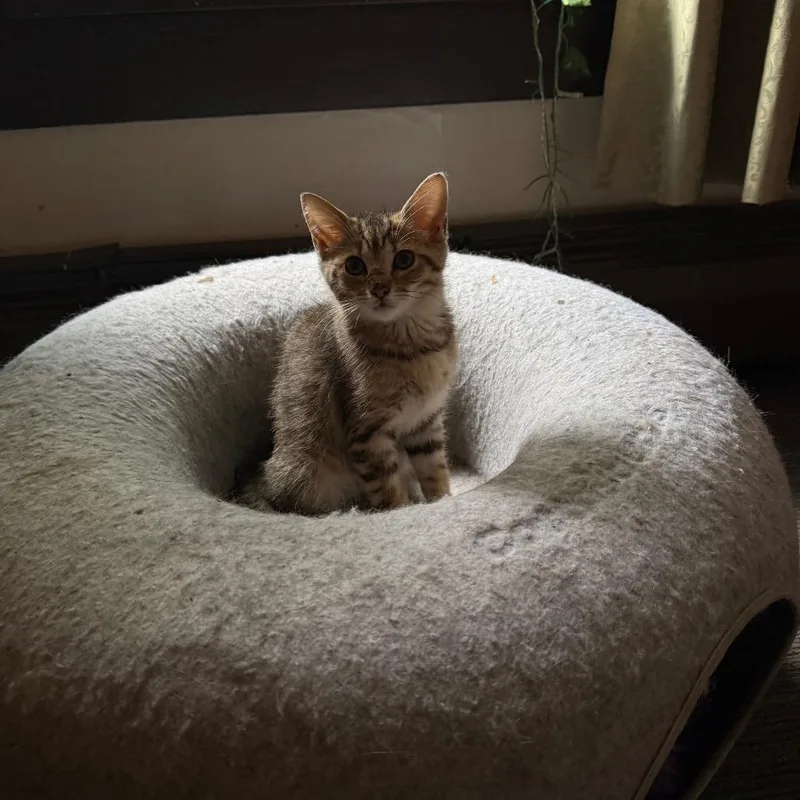 Amara