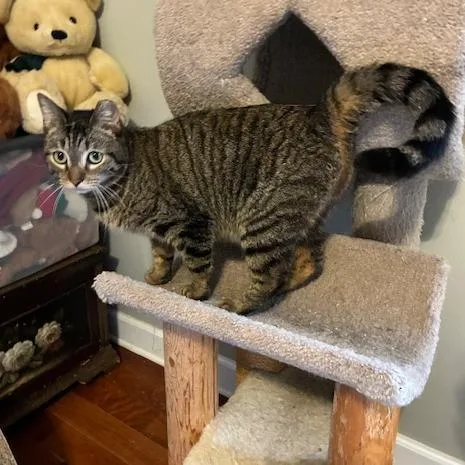 Biscuits thumbnail 2