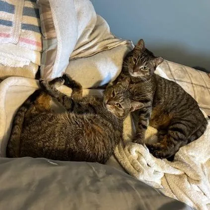 Biscuits thumbnail 3